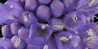 Attēlu rezultāti vaicājumam “Succisa pratensis bud”