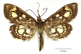 Attēlu rezultāti vaicājumam “Anania coronata”