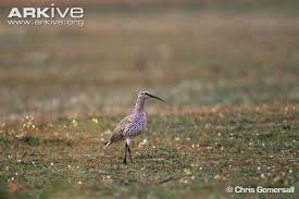 Image result for Numenius tenuirostris