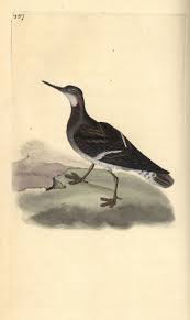 Attēlu rezultāti vaicājumam “Phalaropus lobatus”