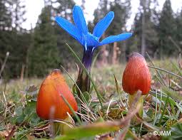 Attēlu rezultāti vaicājumam “Hygrocybe pseudoconica”