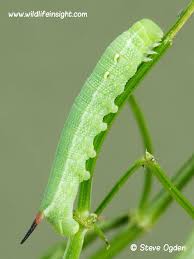 Attēlu rezultāti vaicājumam “Deilephila elpenor larva”