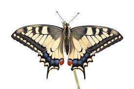 Attēlu rezultāti vaicājumam “Papilio machaon”