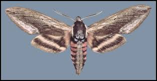 Attēlu rezultāti vaicājumam “Sphinx ligustri”