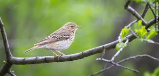 Attēlu rezultāti vaicājumam “Anthus trivialis”