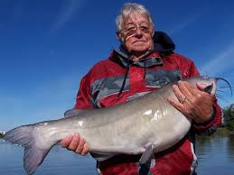 Image result for Ictalurus punctatus