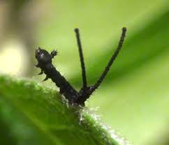 Attēlu rezultāti vaicājumam “Cerura vinula”