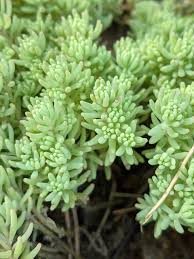 Attēlu rezultāti vaicājumam “Sedum pallidum”