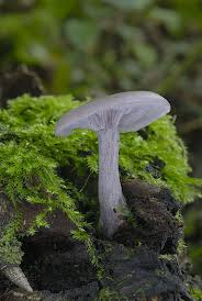 Attēlu rezultāti vaicājumam “Leporida”