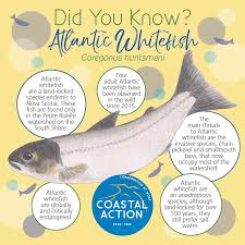 Image result for Coregonus huntsmani