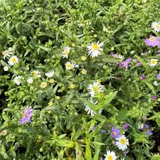 Image result for Aster novi-belgii