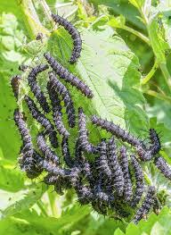 Attēlu rezultāti vaicājumam “Inachis io underside”