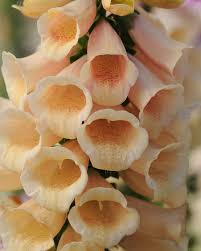 Attēlu rezultāti vaicājumam “Digitalis purpurea flower”