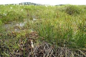 Attēlu rezultāti vaicājumam “Trichophorum cespitosum fruit”