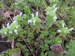 Attēlu rezultāti vaicājumam “Lamium purpureum leaf”