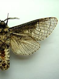 Attēlu rezultāti vaicājumam “Lamellocossus terebra”