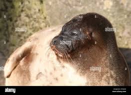 Image result for Pusa hispida