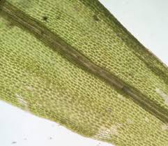 Attēlu rezultāti vaicājumam “Dicranum bergeri”