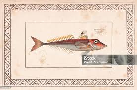 Image result for Chelidonichthys cuculus