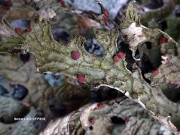 Attēlu rezultāti vaicājumam “Plectocarpon lichenum”