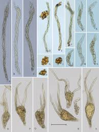 Attēlu rezultāti vaicājumam “Pohlia proligera”