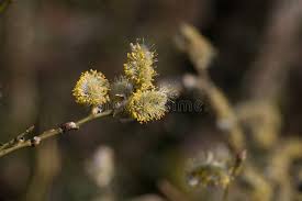 Attēlu rezultāti vaicājumam “Salix caprea male flower”