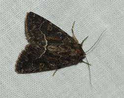 Attēlu rezultāti vaicājumam “Phalonidea permixtana”