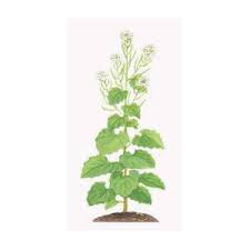 Attēlu rezultāti vaicājumam “Alliaria petiolata”