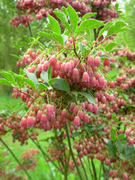 Attēlu rezultāti vaicājumam “Enkianthus chinensis flower”
