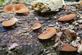 Attēlu rezultāti vaicājumam “Didymium xanthopus”