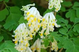 Attēlu rezultāti vaicājumam “Corydalis”