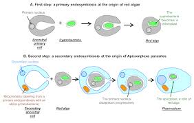 Attēlu rezultāti vaicājumam “Enteridium variabile plasmodium”