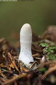 Attēlu rezultāti vaicājumam “Podostroma leucopus”