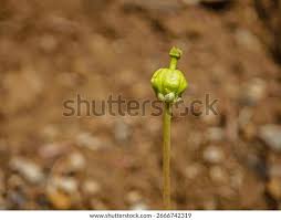 Attēlu rezultāti vaicājumam “Moneses uniflora bud”