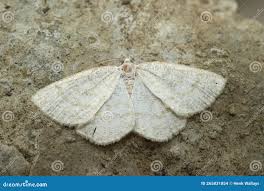 Attēlu rezultāti vaicājumam “Cabera exanthemata female”