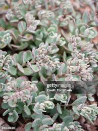 Attēlu rezultāti vaicājumam “Sedum rupestre leaf”