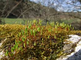 Attēlu rezultāti vaicājumam “Bryum capillare”