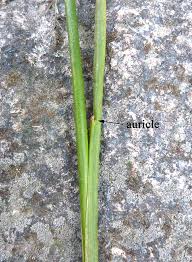 Attēlu rezultāti vaicājumam “Juncus bulbosus leaf”