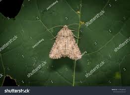 Attēlu rezultāti vaicājumam “Hadula trifolii larva”