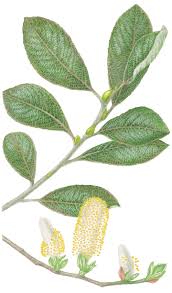 Attēlu rezultāti vaicājumam “Salix cinerea female flower”