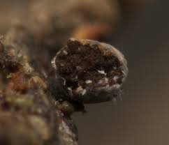 Attēlu rezultāti vaicājumam “Craterium leucocephalum var. scyphoides spores”