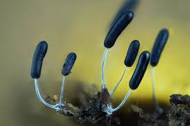 Attēlu rezultāti vaicājumam “Stemonitopsis typhina spores”