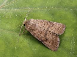 Attēlu rezultāti vaicājumam “Hoplodrina octogenaria”