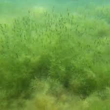 Attēlu rezultāti vaicājumam “Chara contraria”