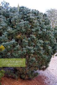 Attēlu rezultāti vaicājumam “Pinus pumila”