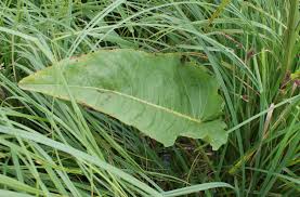 Attēlu rezultāti vaicājumam “Rumex aquaticus bud”