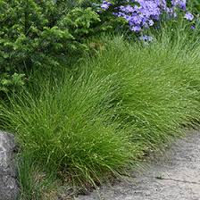 Attēlu rezultāti vaicājumam “Carex remota”