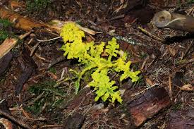 Attēlu rezultāti vaicājumam “Physarum virescens”