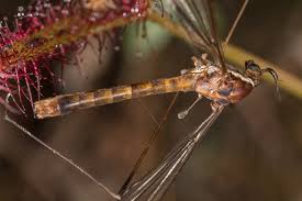 Attēlu rezultāti vaicājumam “Tipulidae”