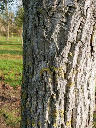 Attēlu rezultāti vaicājumam “Juglans”